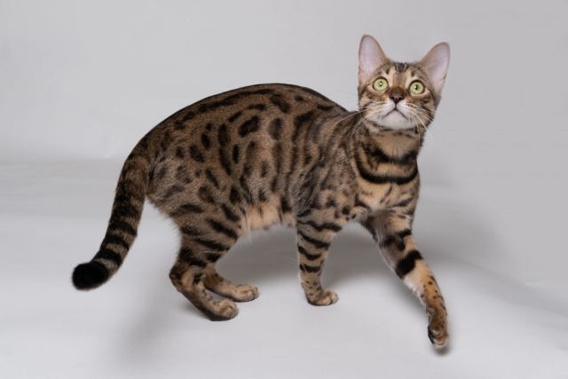 svartspotted bengal katt cat