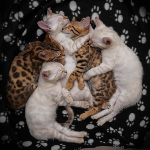Bengalkattungar sover tillsammans
