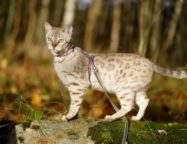 Minkspotted bengal in the forest