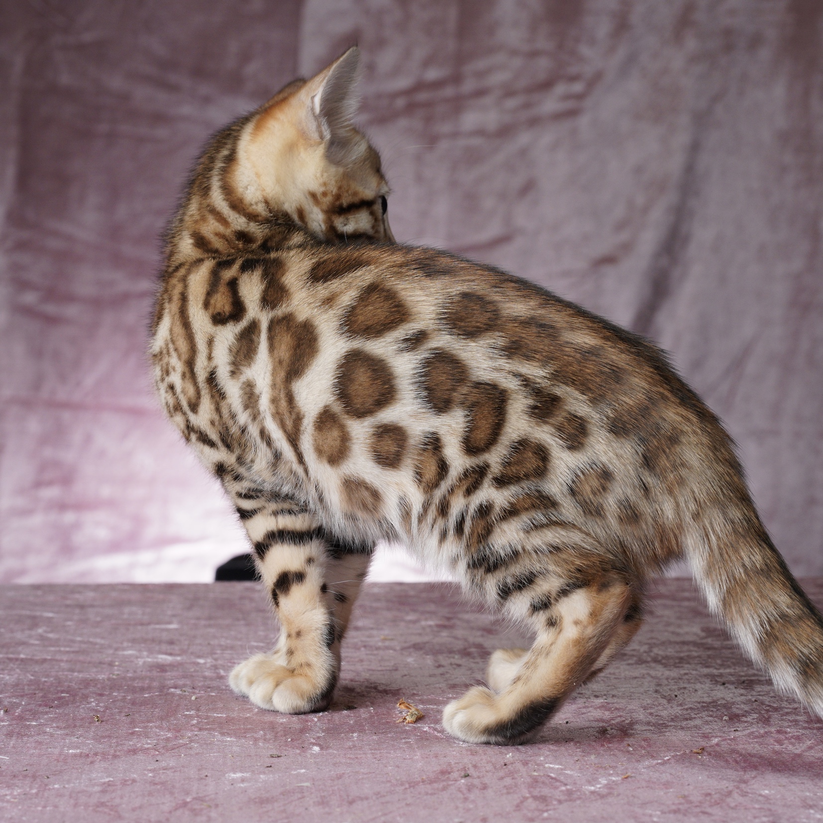 Bengal kitten with two-toned rosetted pattern