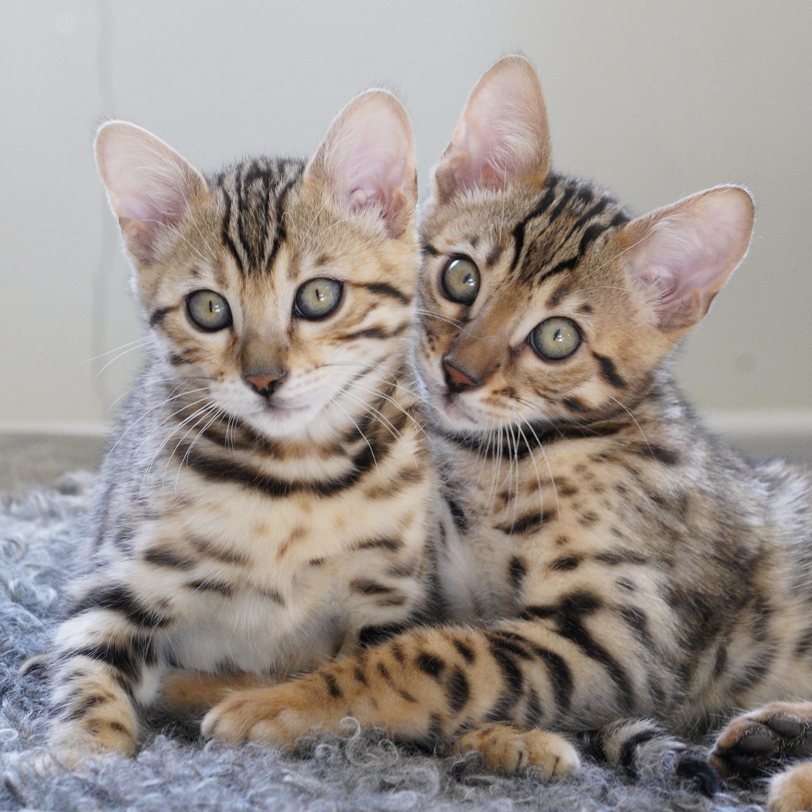 Black spotted bengal kitten siblings