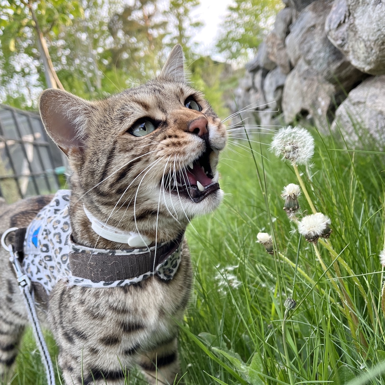 Black spotted bengal roaring in the garden