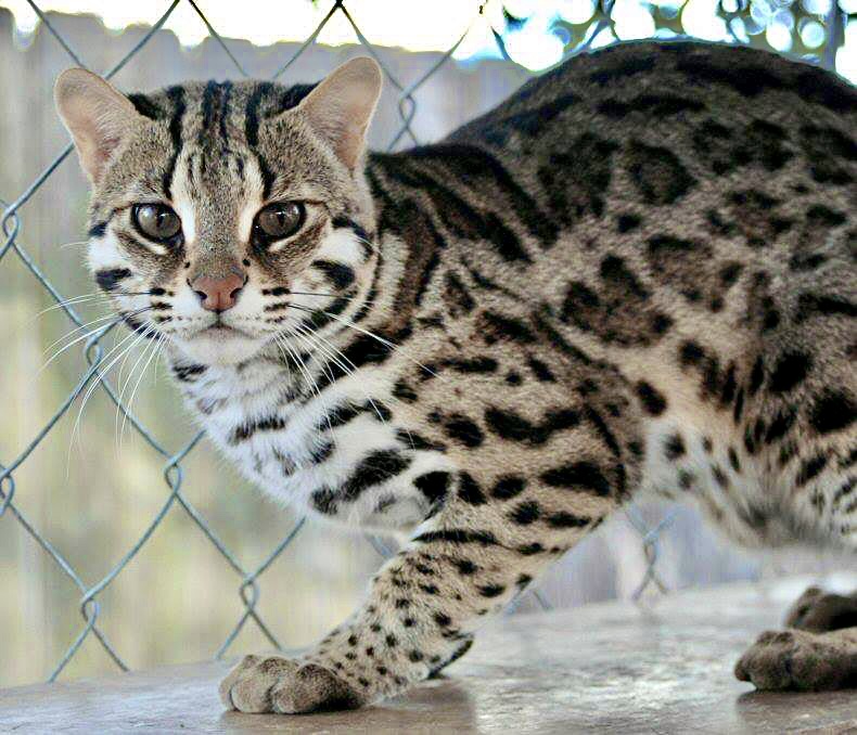 Asian Leopard Cat portrait, Asiatisk Leopardkatt