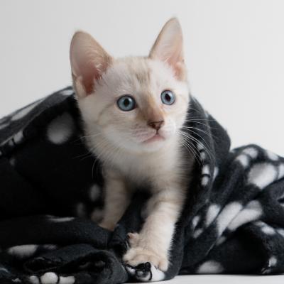 Snow lynx spotted bengal kitten