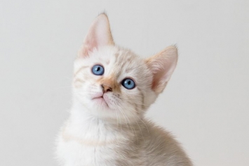 Snow lynx spotted bengal kitten