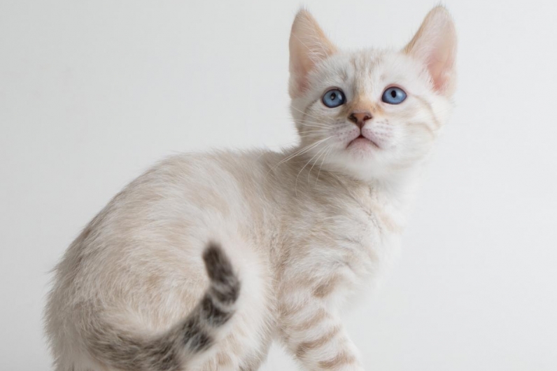 Snow lynx spotted bengal kitten