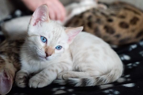 Snow lynx spotted bengal kitten